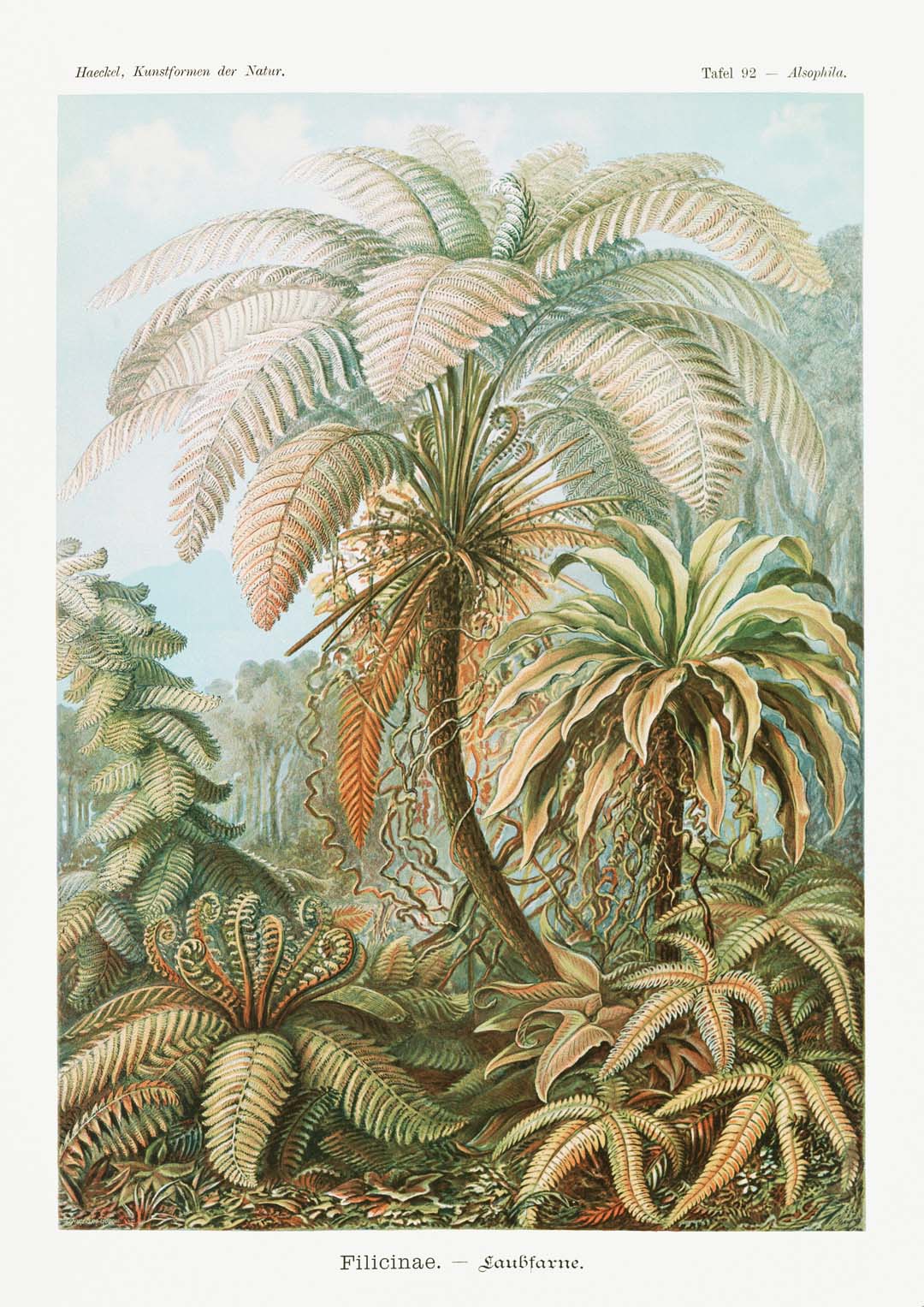 Filicinae Palm Tree by Ernst Haeckel - Image 8