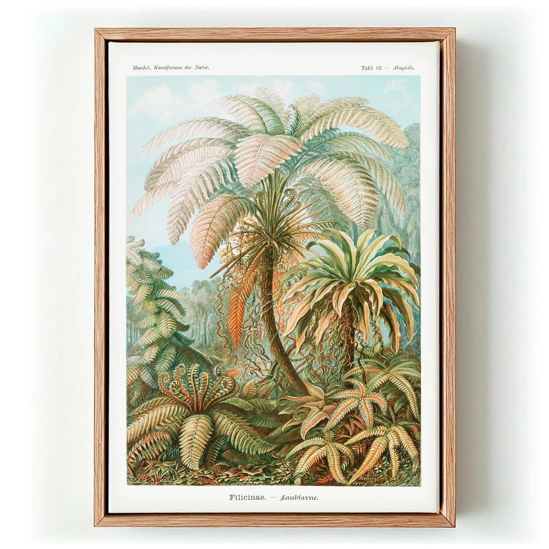 Filicinae Palm Tree by Ernst Haeckel