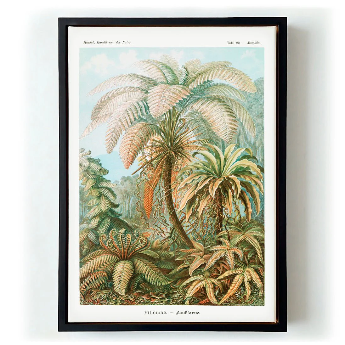 Filicinae Palm Tree by Ernst Haeckel - Image 5