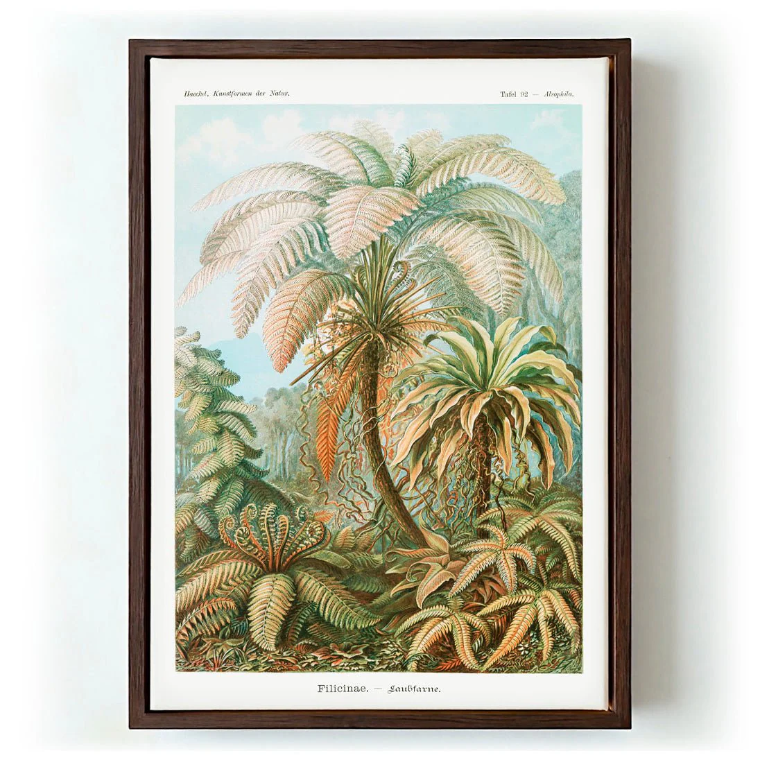 Filicinae Palm Tree by Ernst Haeckel - Image 6