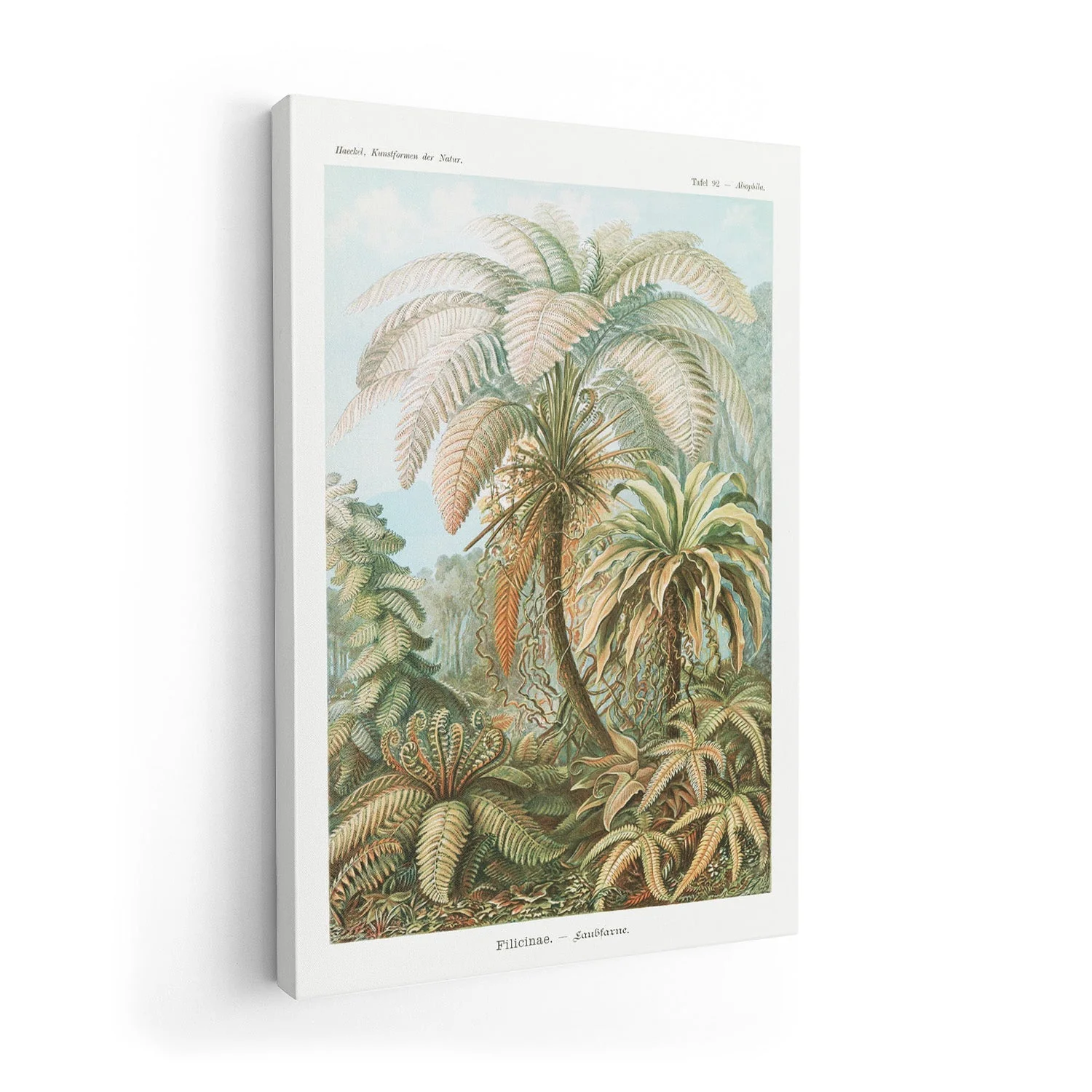 Filicinae Palm Tree by Ernst Haeckel - Image 7