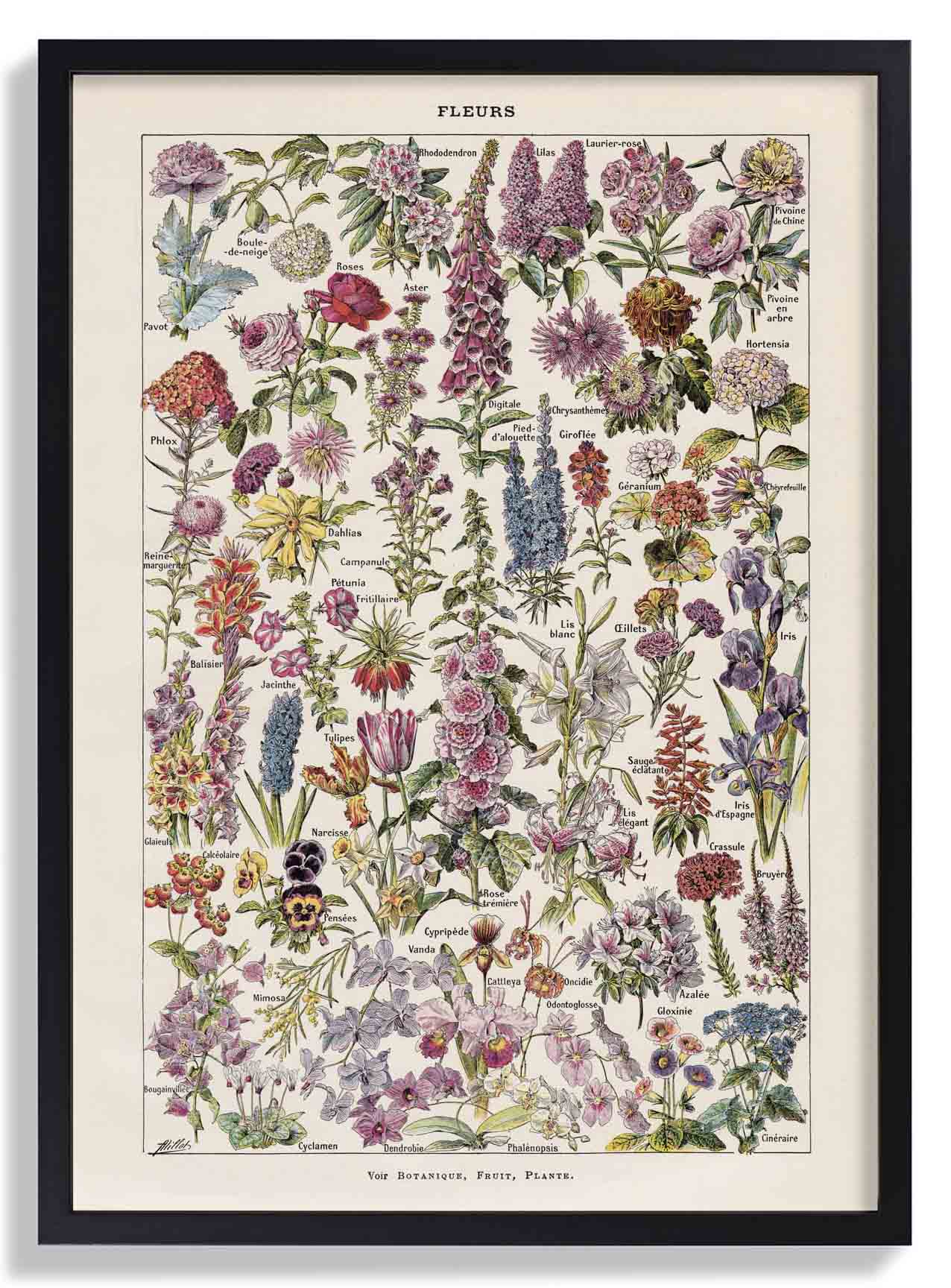 Fleur, the classic Vintage Flowers by Adolphe Millot - Image 6