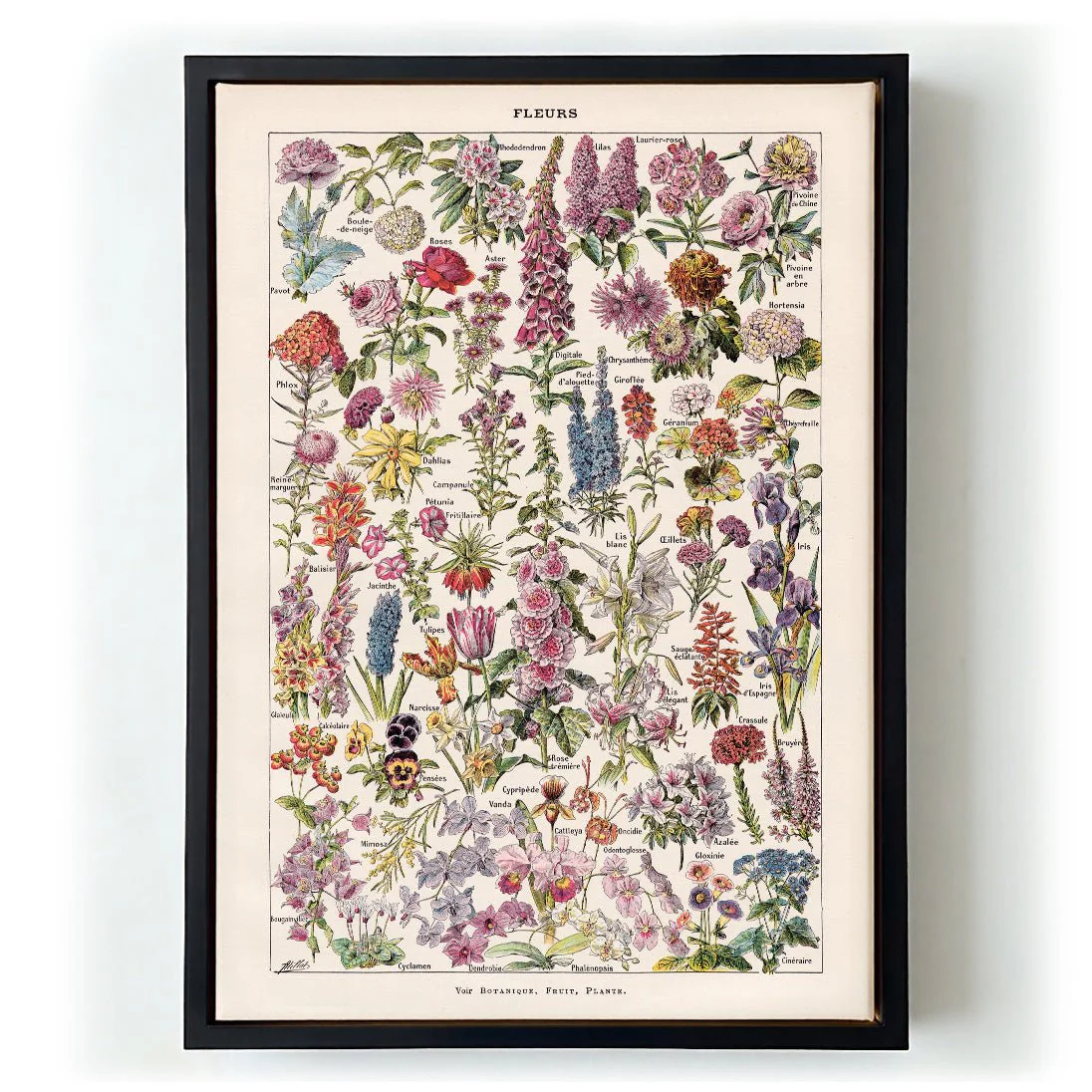 Fleur, the classic Vintage Flowers by Adolphe Millot - Image 5