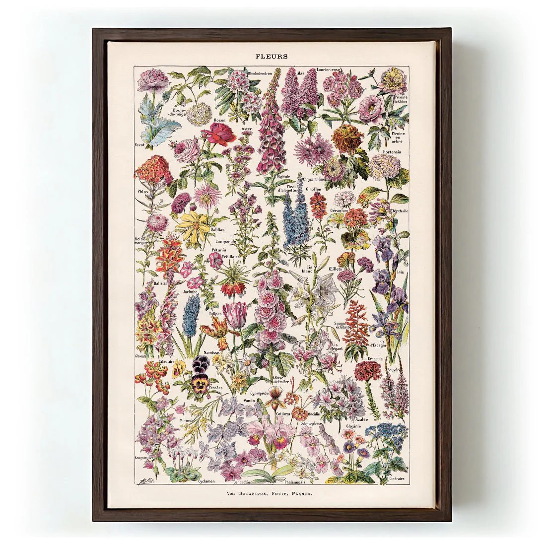 Fleur, the classic Vintage Flowers by Adolphe Millot - Image 6