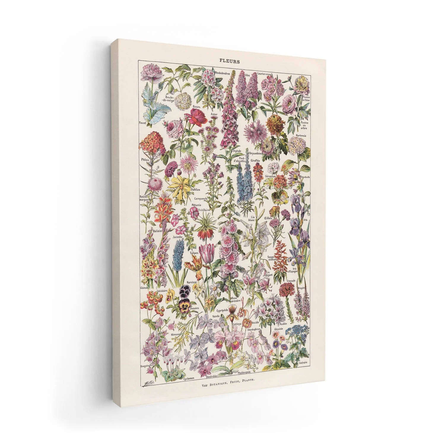 Fleur, the classic Vintage Flowers by Adolphe Millot - Image 7