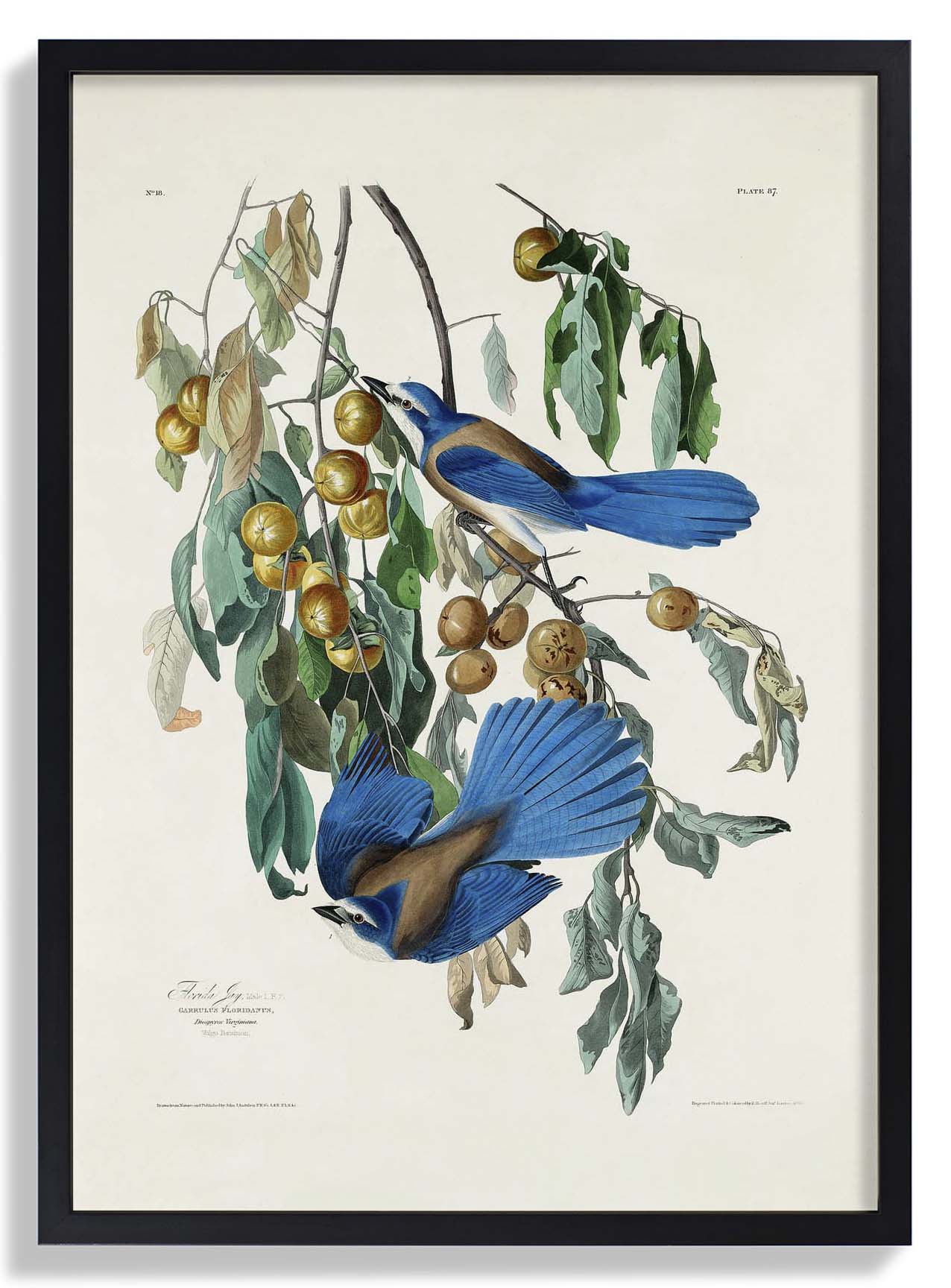 Florida Jay - Image 3