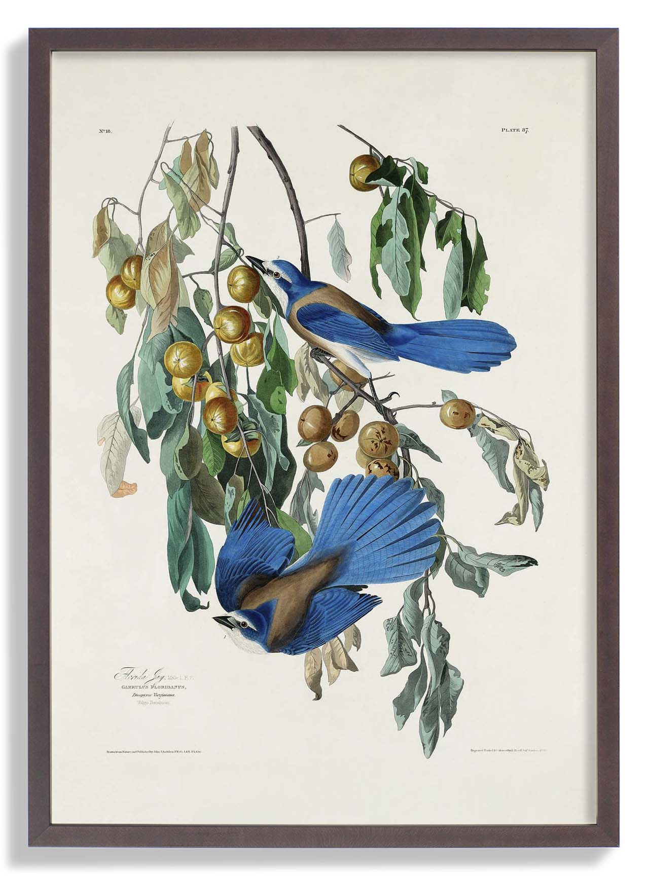 Florida Jay - Image 4