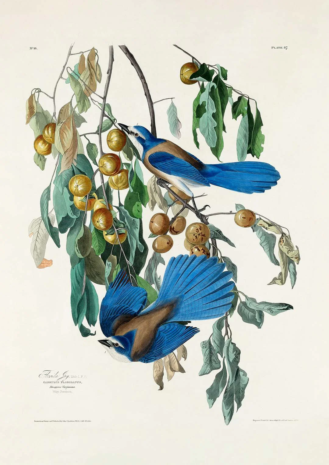Florida Jay - Image 5
