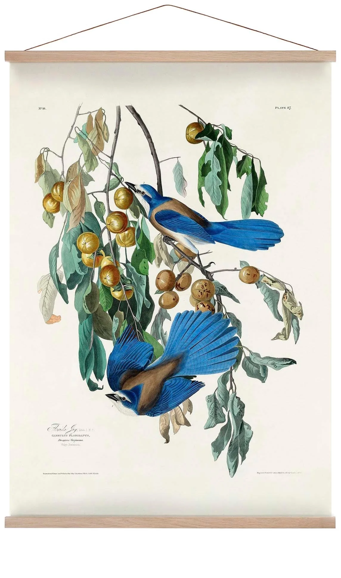 Florida Jay - Image 6