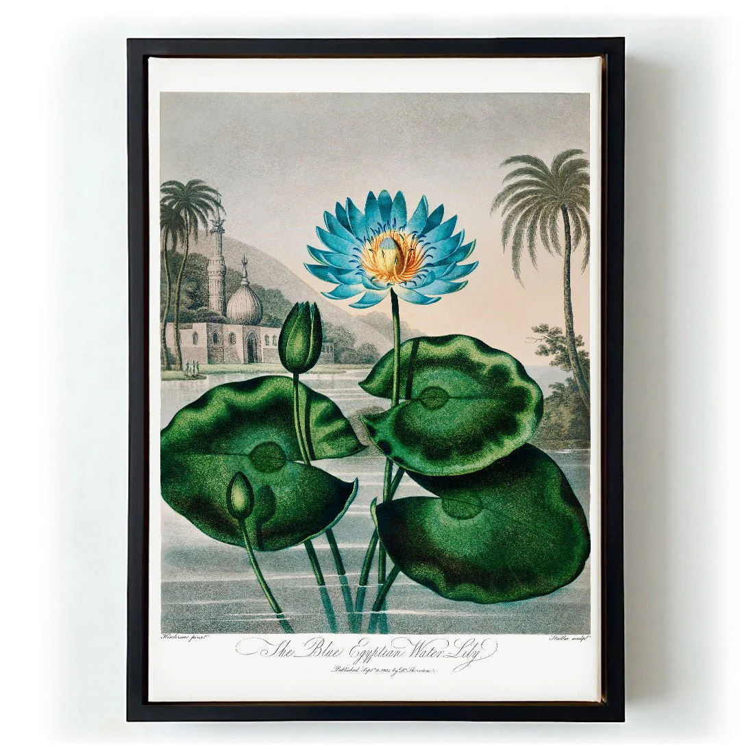 Flower Print Egyptian Water Lilly Temple of Flora - Image 6