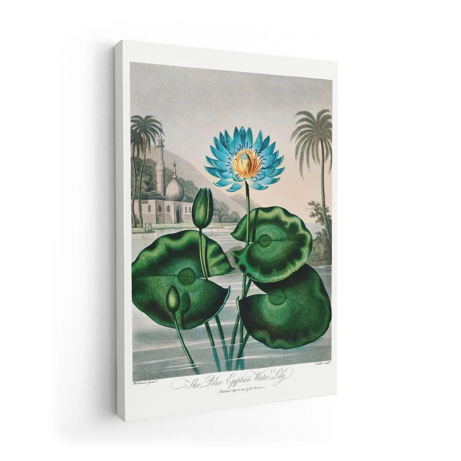 Flower Print Egyptian Water Lilly Temple of Flora - Image 7