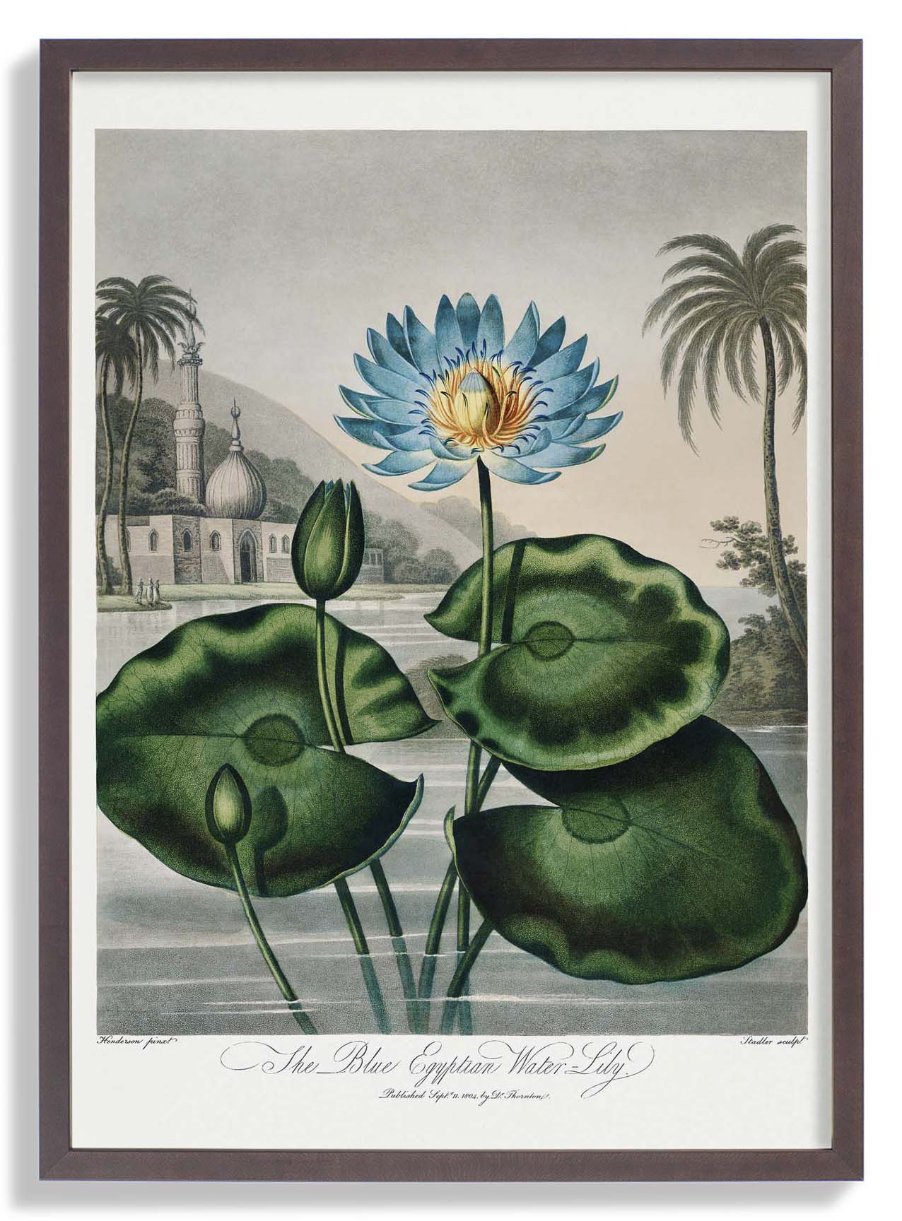 Flower Print Egyptian Water Lilly Temple of Flora - Image 4