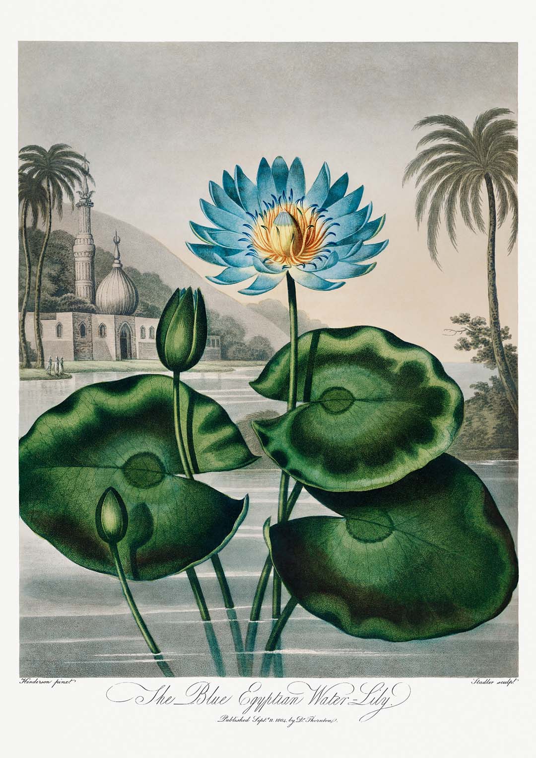 Flower Print Egyptian Water Lilly Temple of Flora - Image 5