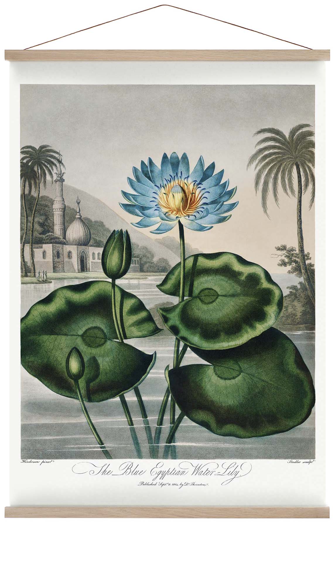 Flower Print Egyptian Water Lilly Temple of Flora - Image 6