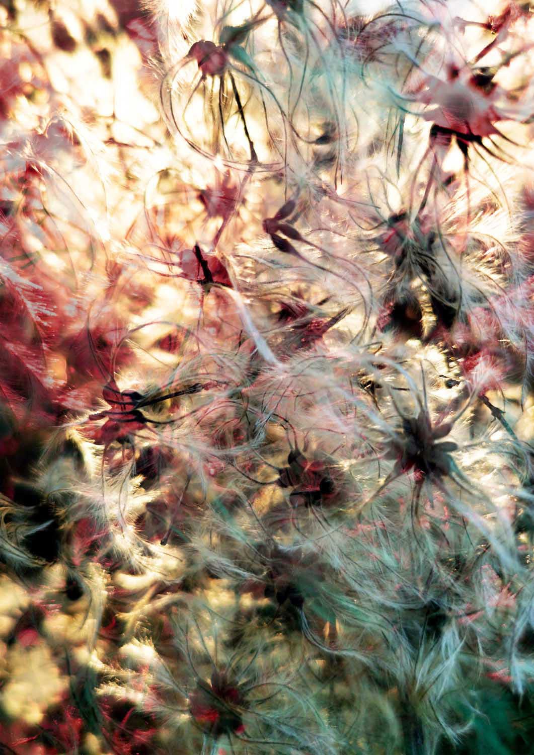 Fluffy Botanical Glow by Angelo Cerantola - Image 7