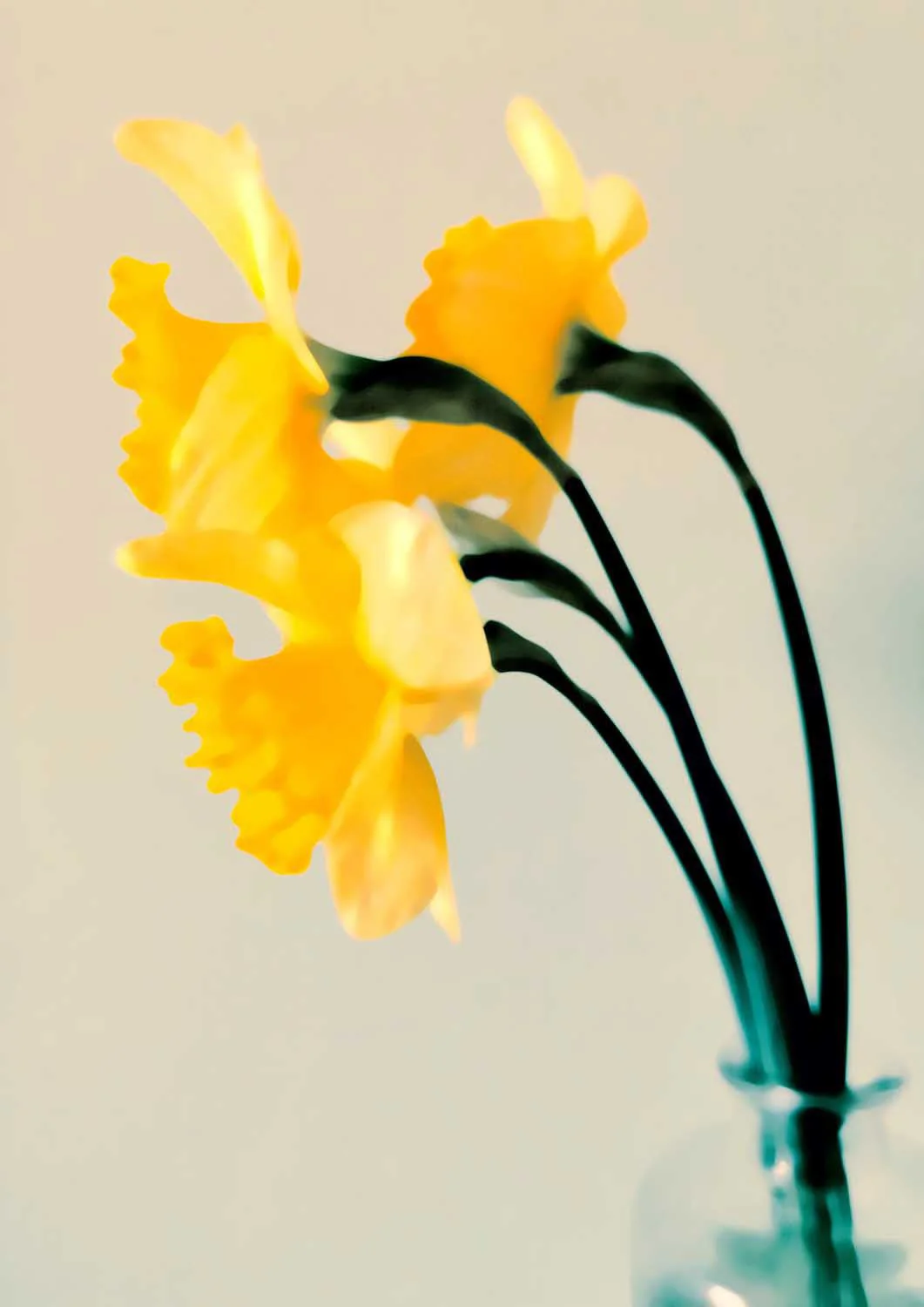 Fresh Spring Daffodils by Angelo Cerantola - Image 7