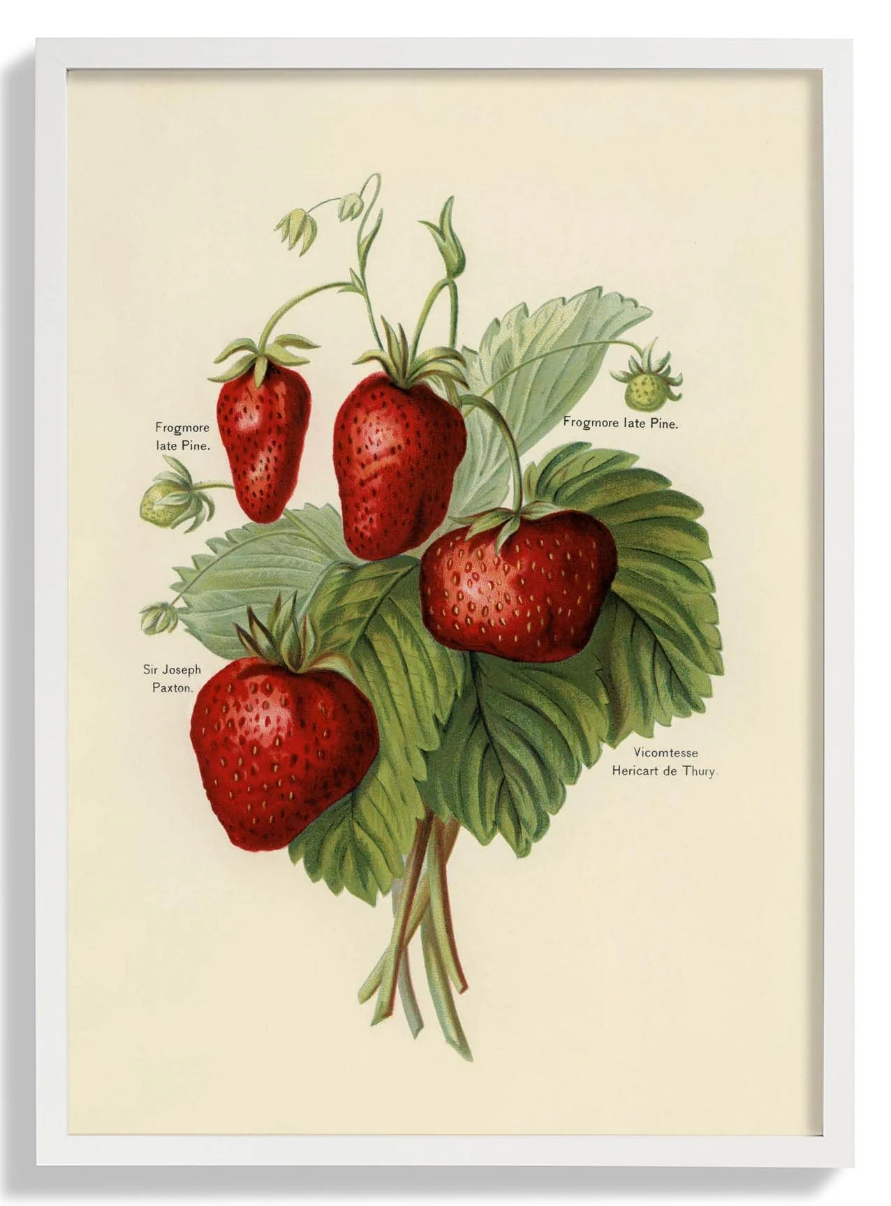 Frogmore Vicomtesse Strawberries Fruit - Image 5