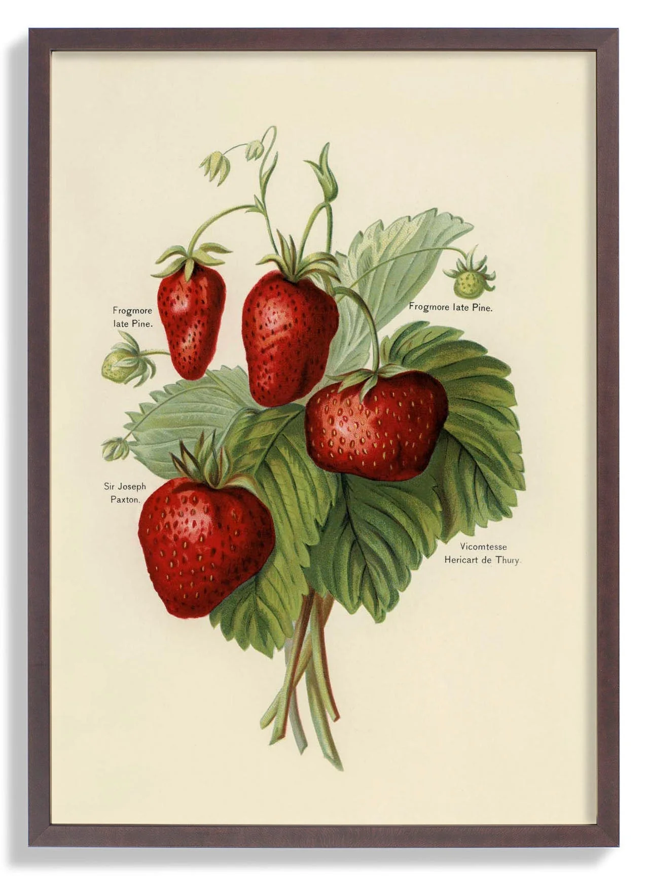 Frogmore Vicomtesse Strawberries Fruit - Image 7