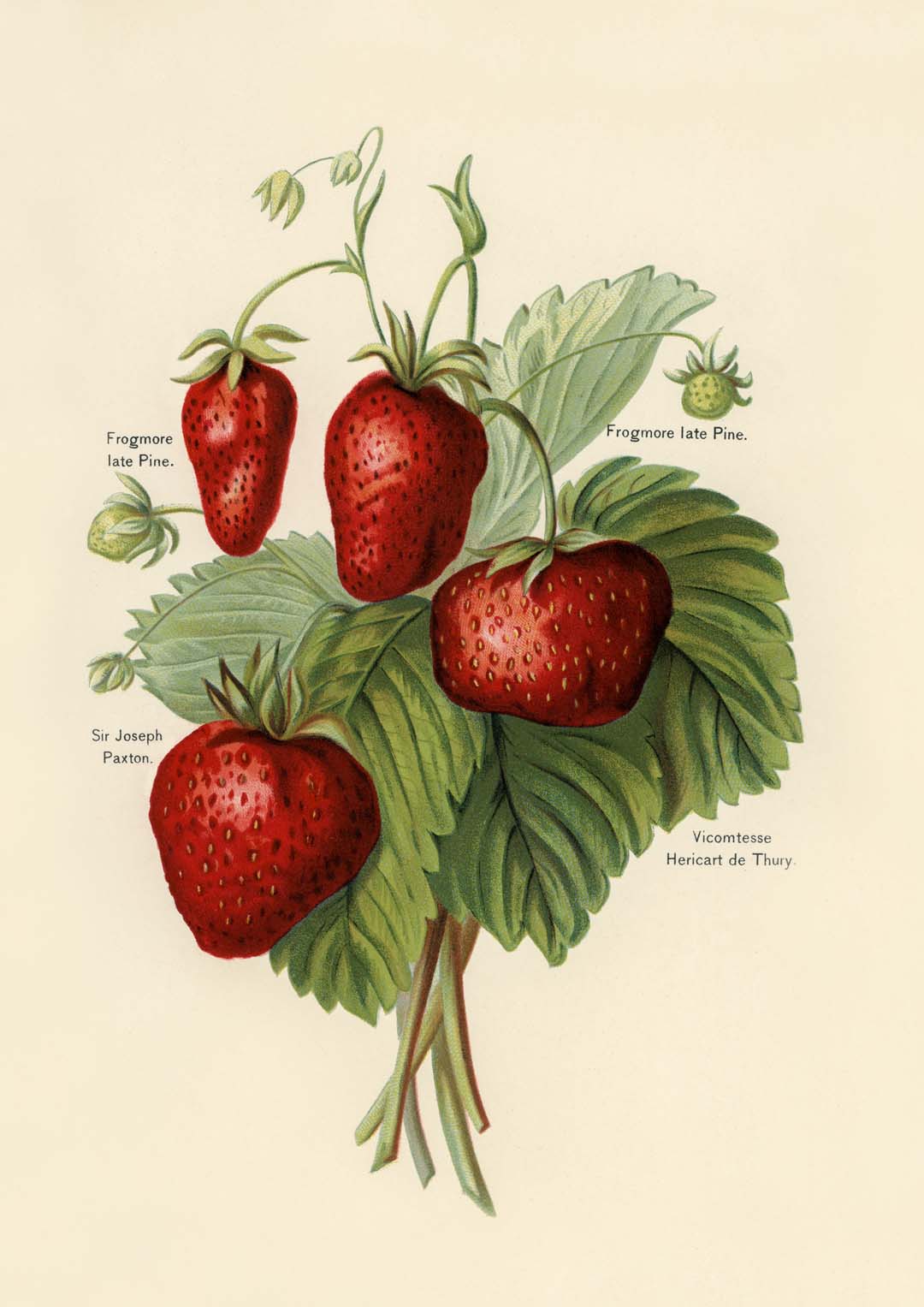 Frogmore Vicomtesse Strawberries Fruit - Image 8