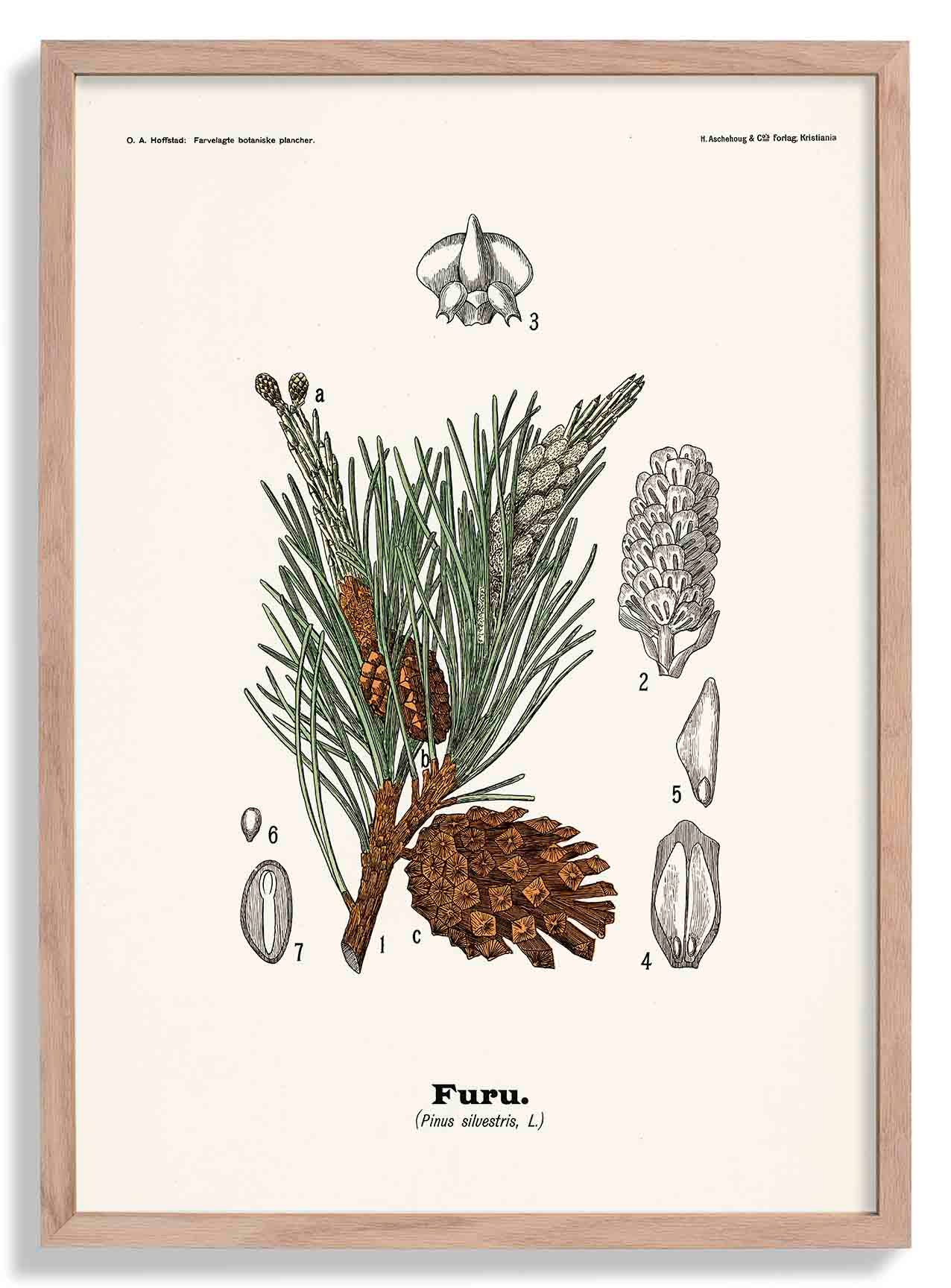 Furu - Pinus silvestris L. by Olaf Alfred Hoffstad