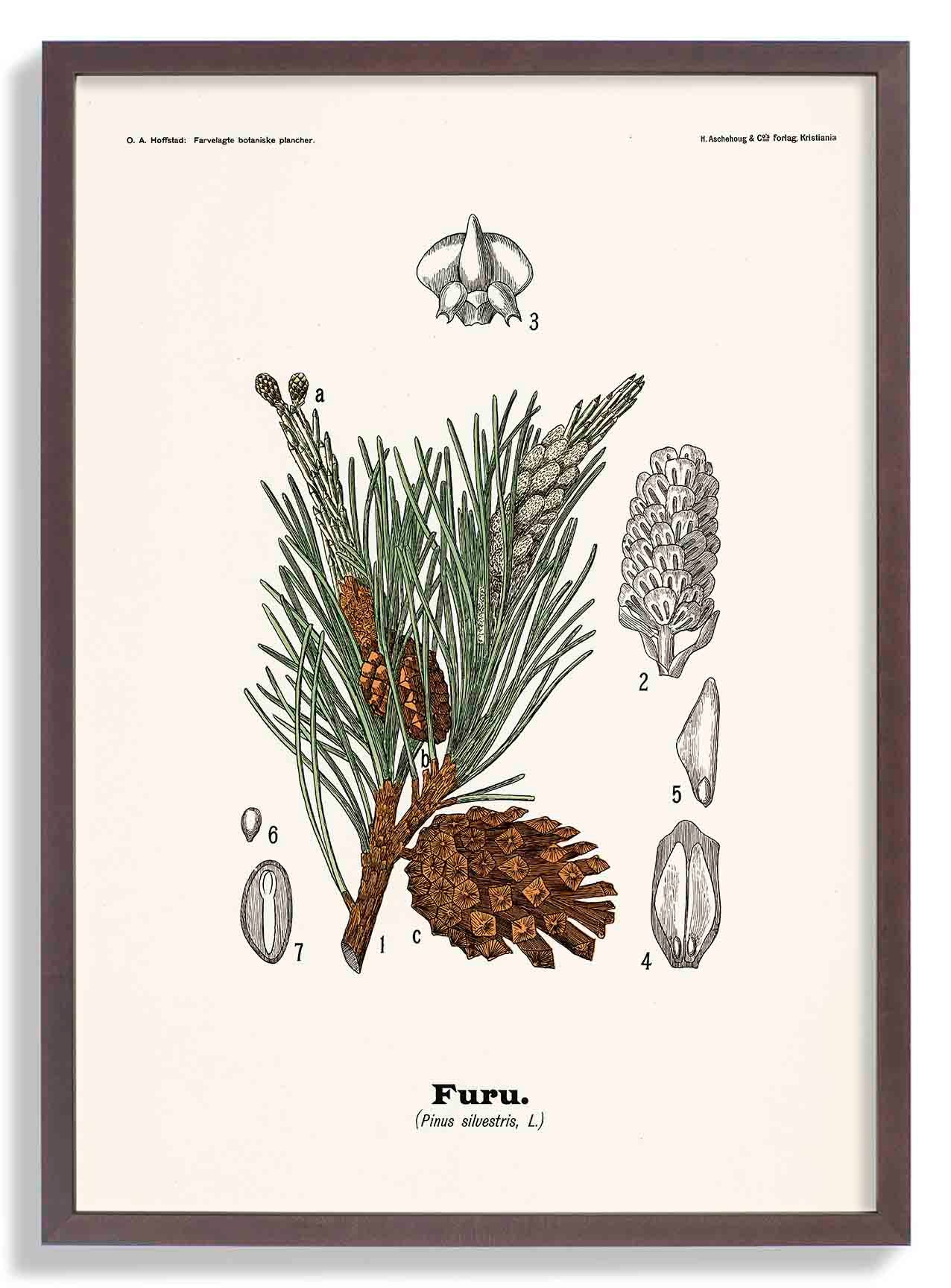 Furu - Pinus silvestris L. by Olaf Alfred Hoffstad - Image 6