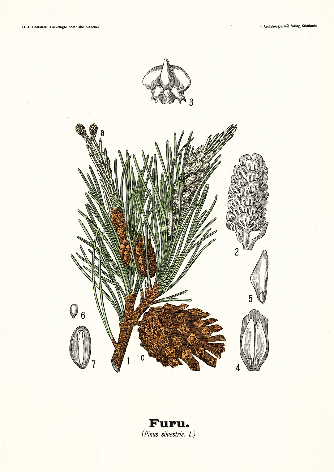 Furu - Pinus silvestris L. by Olaf Alfred Hoffstad - Image 8