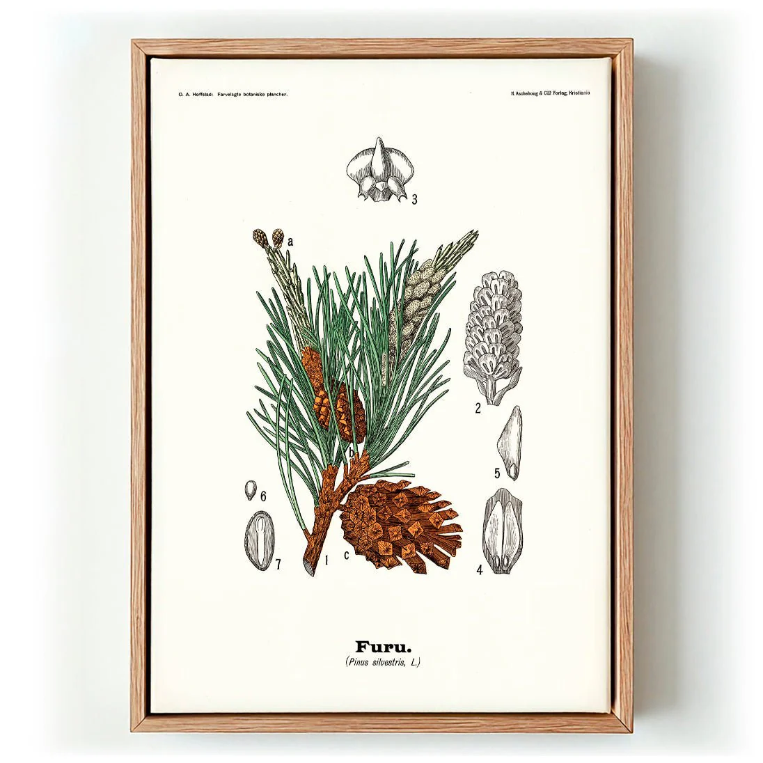 Furu - Pinus silvestris L. by Olaf Alfred Hoffstad