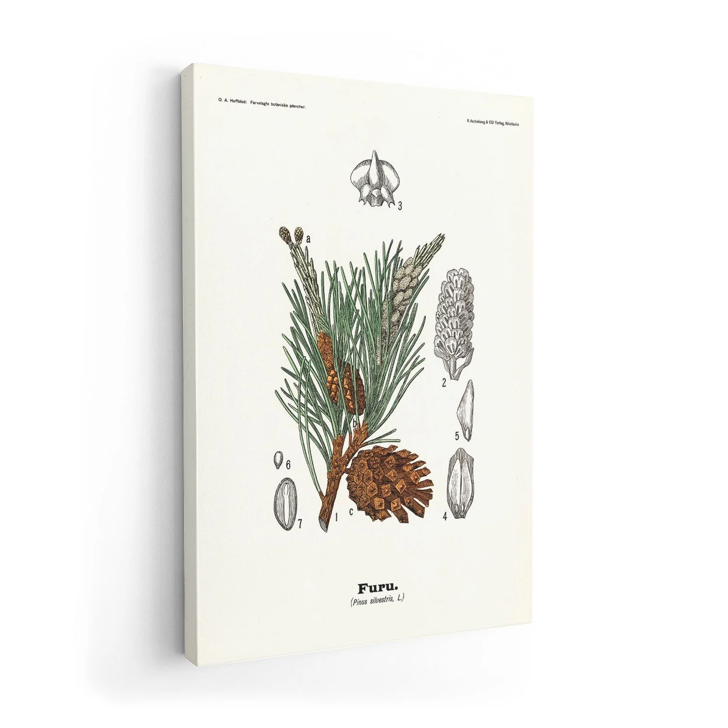 Furu - Pinus silvestris L. by Olaf Alfred Hoffstad - Image 7
