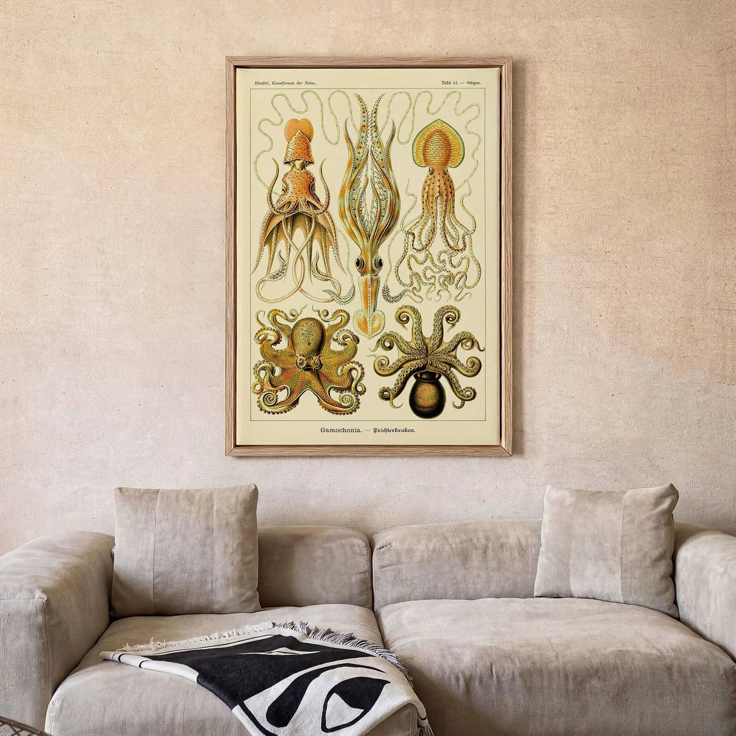 Gamochonia by Ernst Haeckel - Image 2