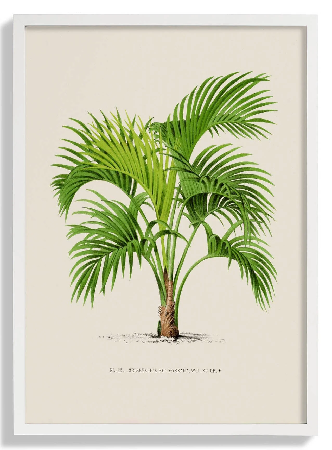 Grisebachia Belmoreana Palm Tree Art Print - Image 5