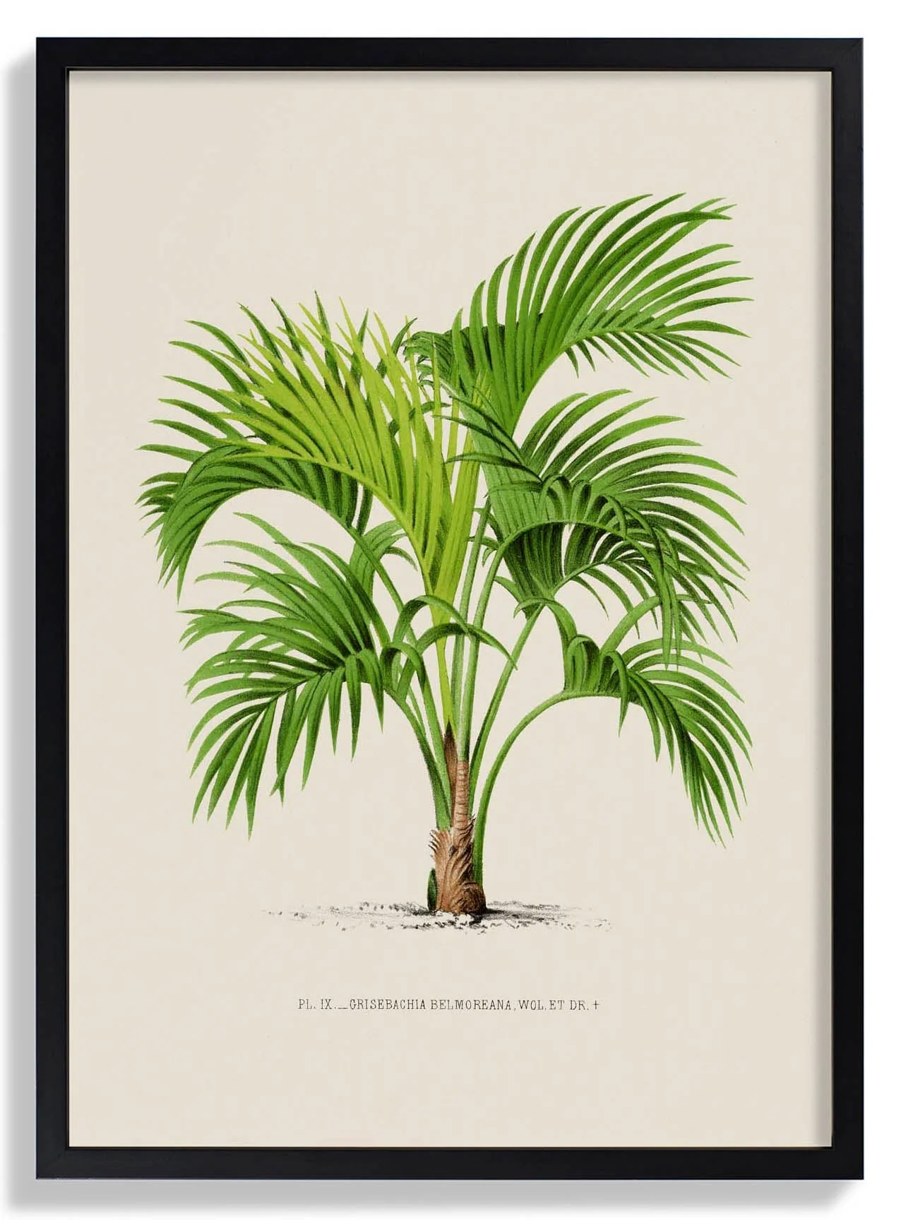 Grisebachia Belmoreana Palm Tree Art Print - Image 6