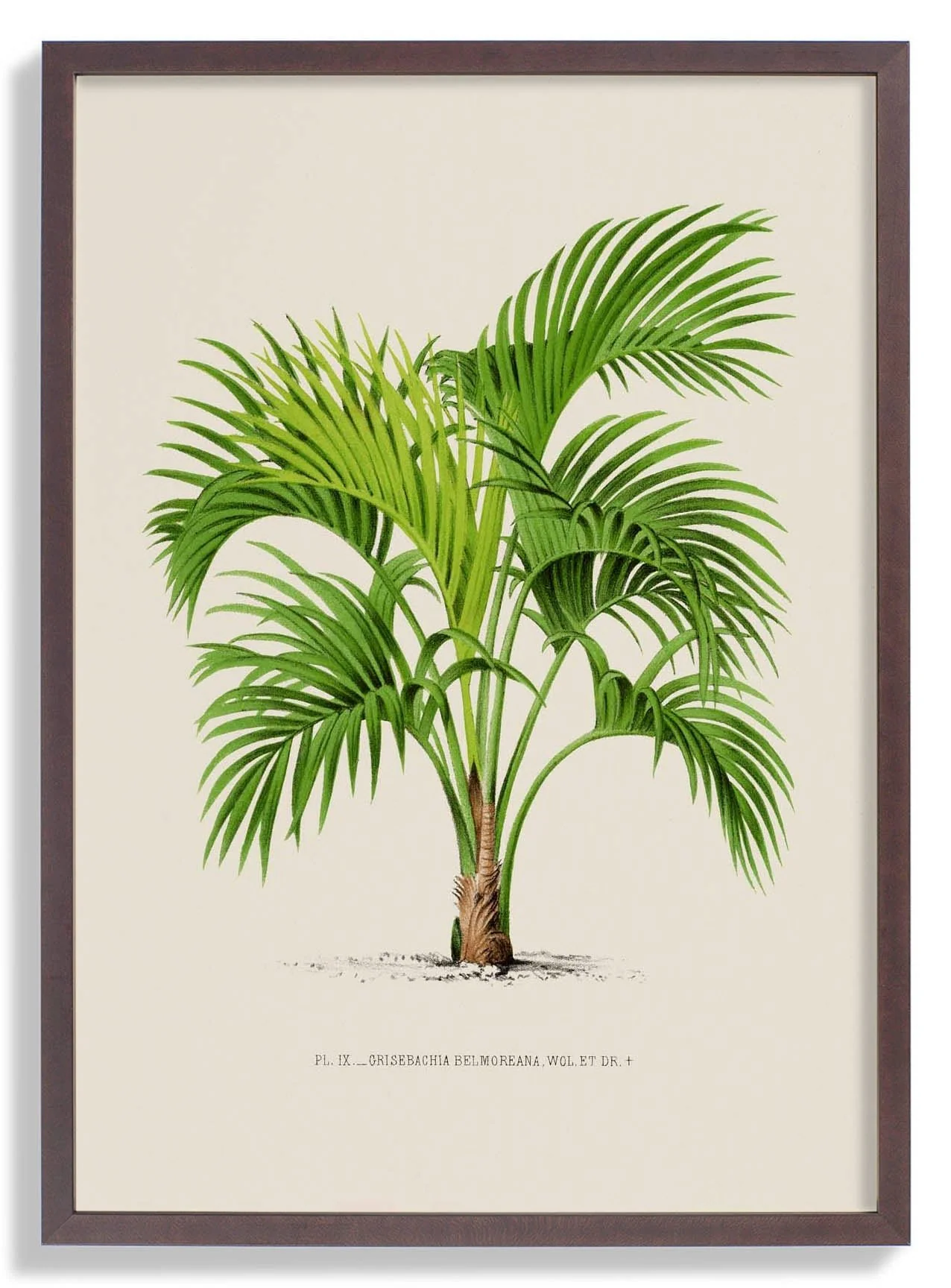 Grisebachia Belmoreana Palm Tree Art Print - Image 7