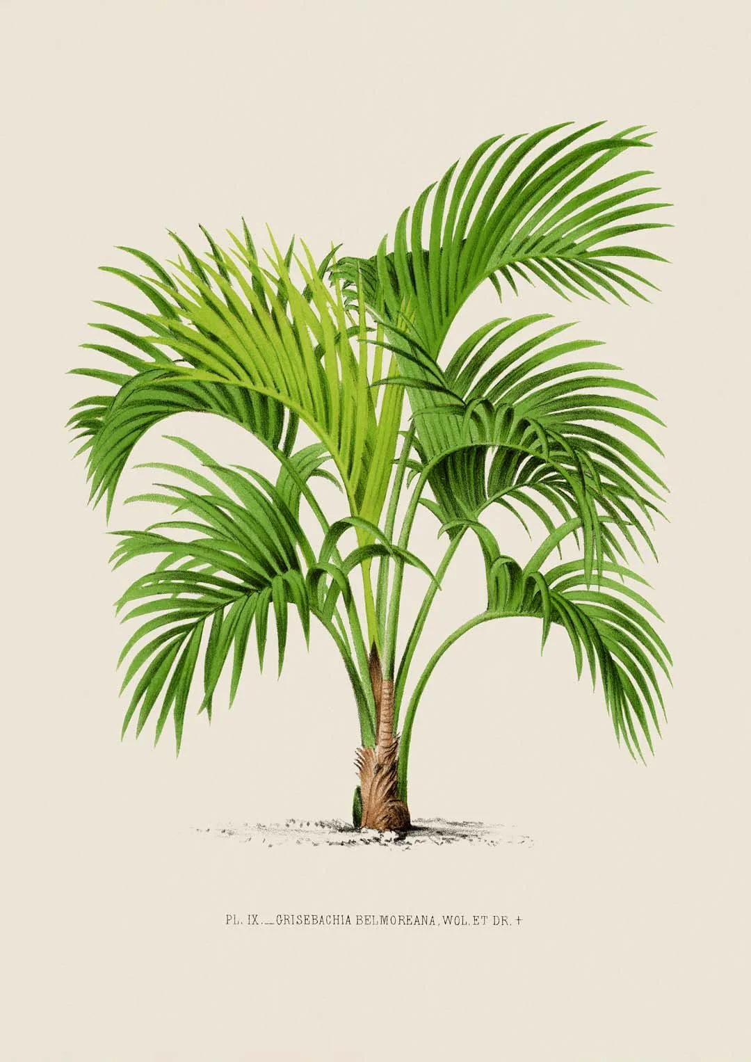 Grisebachia Belmoreana Palm Tree Art Print - Image 8