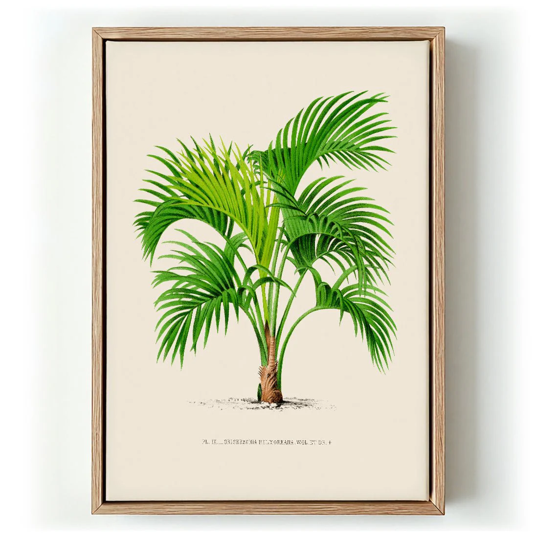 Grisebachia Belmoreana Palm Tree Art Print