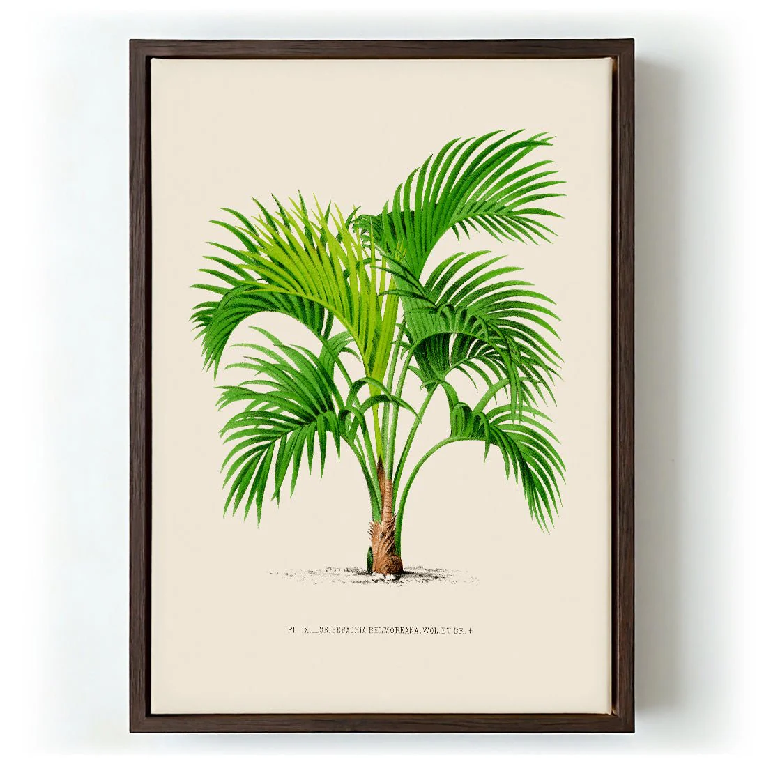 Grisebachia Belmoreana Palm Tree Art Print - Image 5