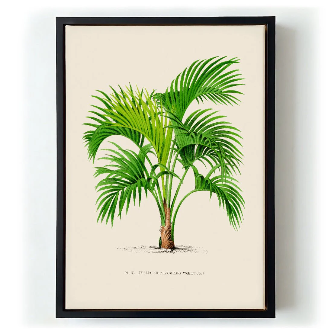 Grisebachia Belmoreana Palm Tree Art Print - Image 6