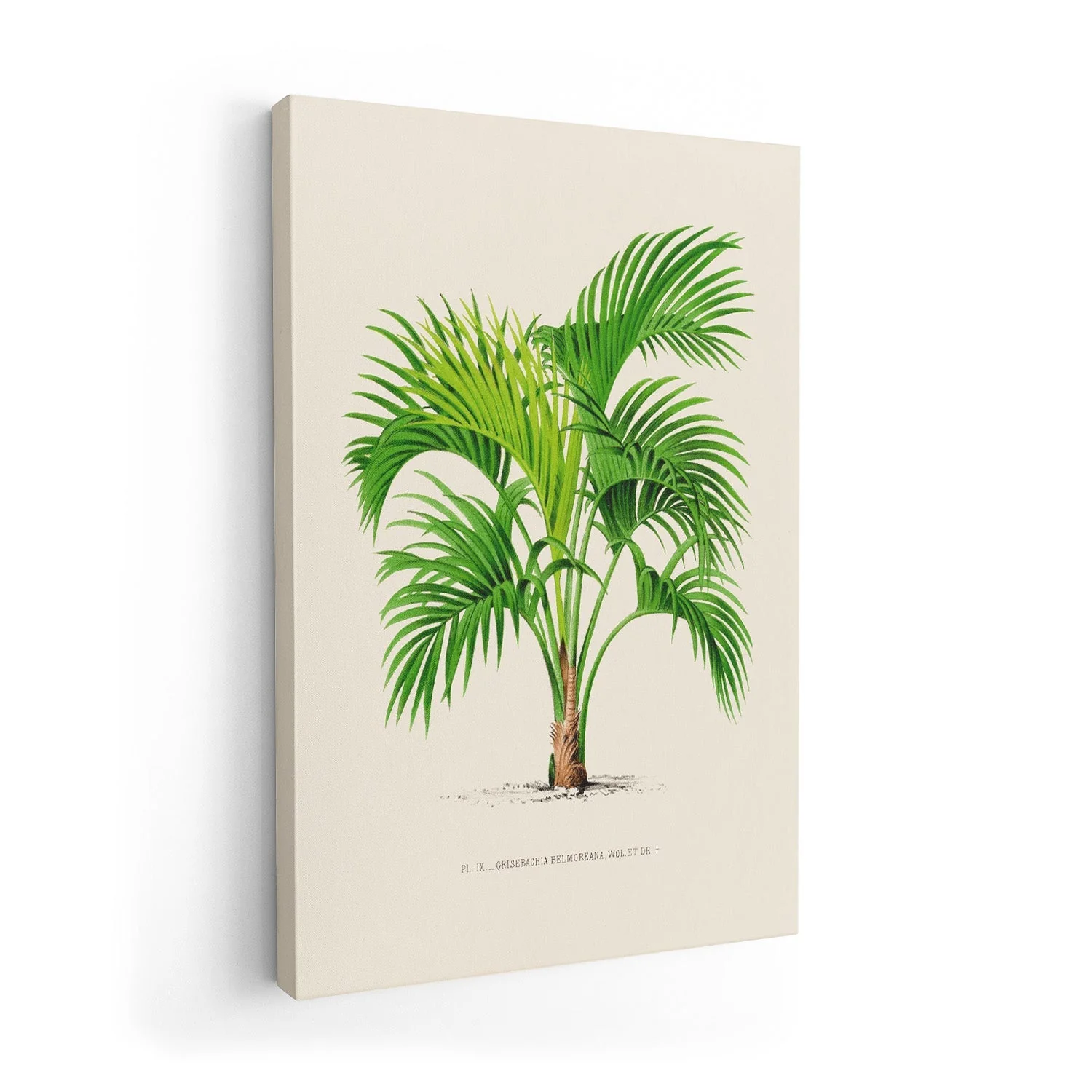 Grisebachia Belmoreana Palm Tree Art Print - Image 7