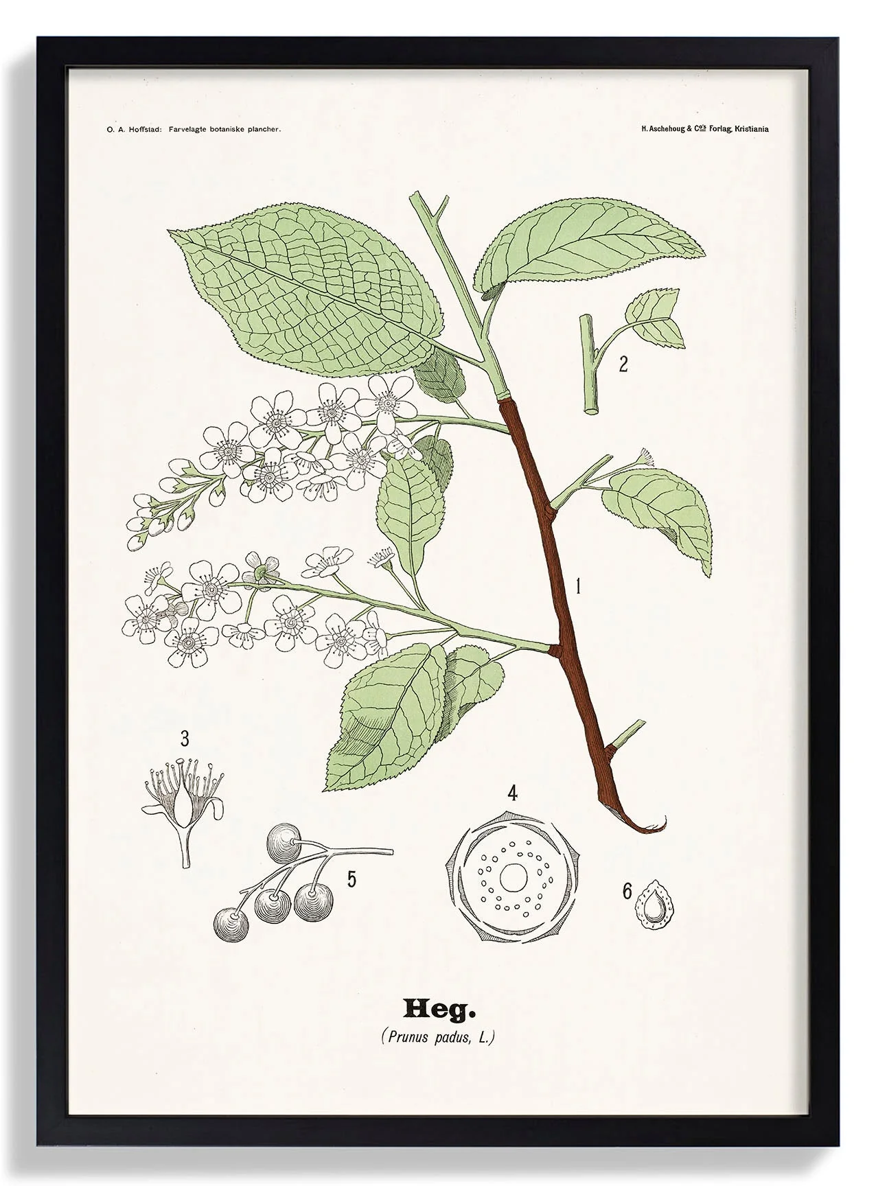 Heg - Prunus padus L. by Olaf Alfred Hoffstad - Image 7