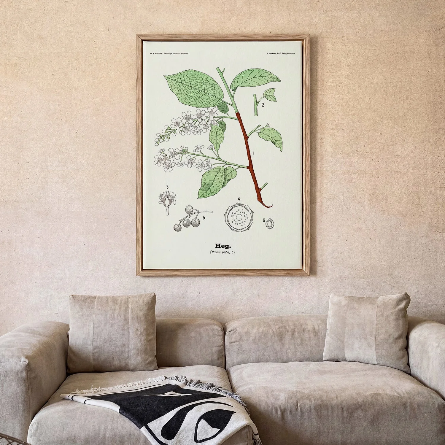 Heg - Prunus padus L. by Olaf Alfred Hoffstad - Image 2