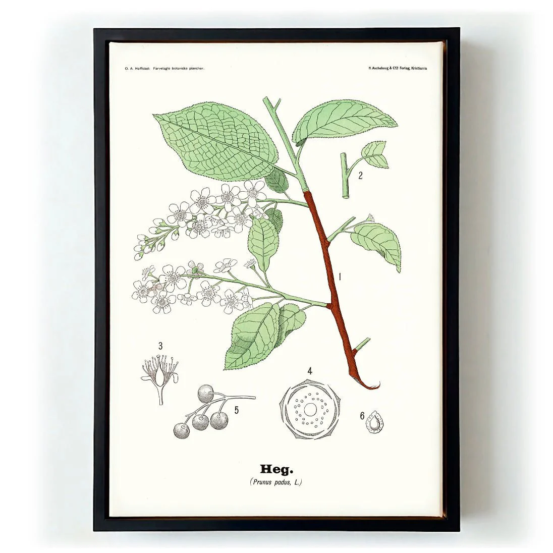 Heg - Prunus padus L. by Olaf Alfred Hoffstad - Image 5
