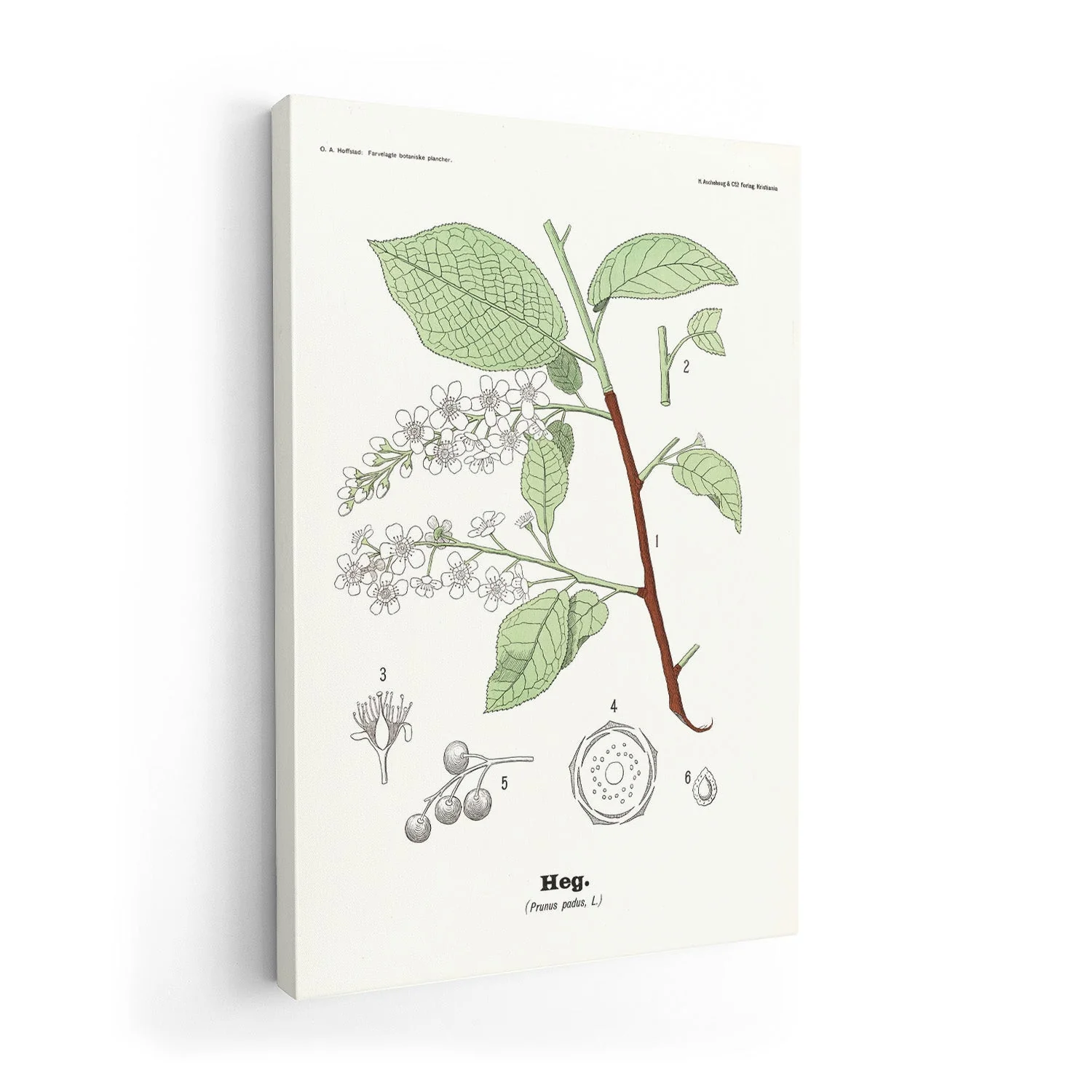 Heg - Prunus padus L. by Olaf Alfred Hoffstad - Image 7
