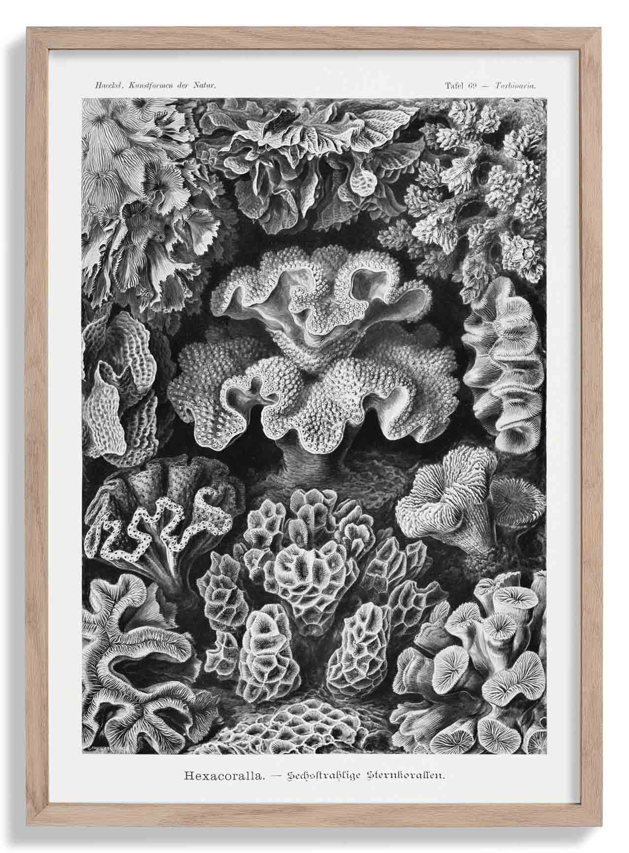 Hexacoralla I by Ernst Haeckel