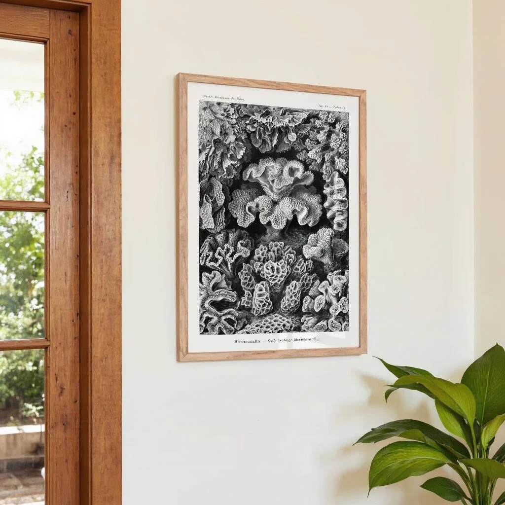 Hexacoralla I by Ernst Haeckel - Image 4