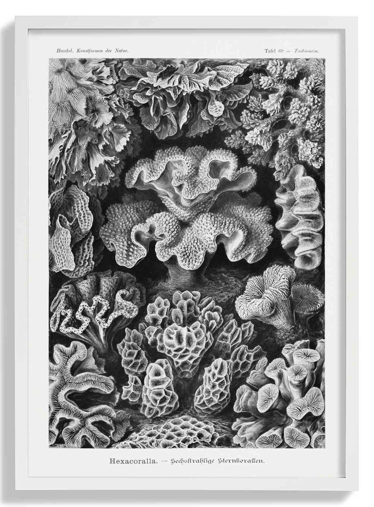 Hexacoralla I by Ernst Haeckel - Image 5
