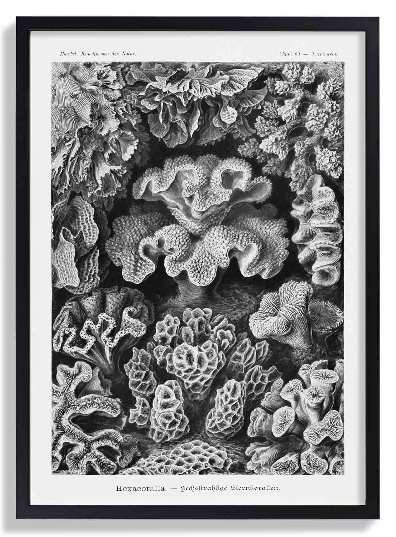 Hexacoralla I by Ernst Haeckel - Image 6