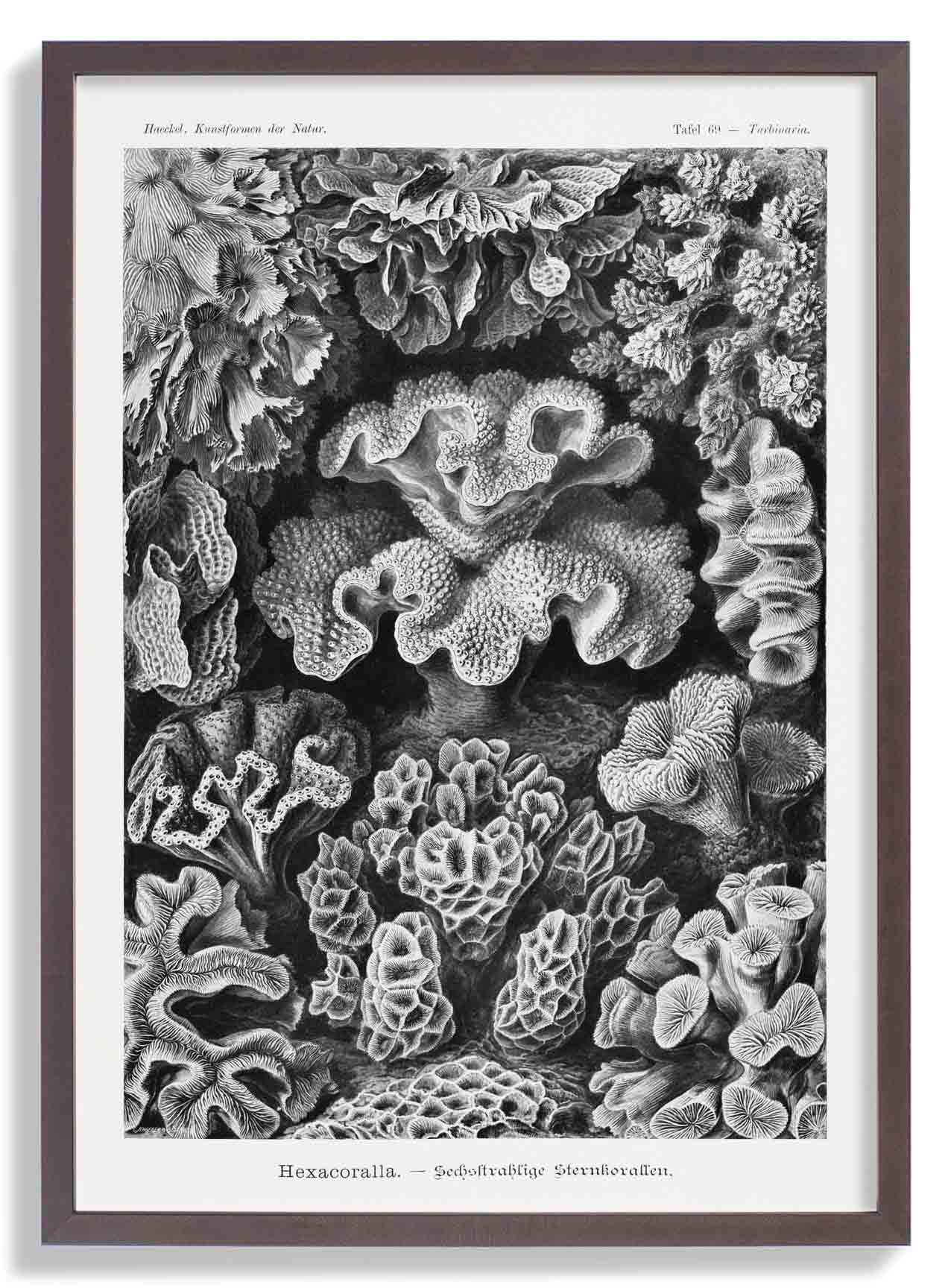 Hexacoralla I by Ernst Haeckel - Image 7