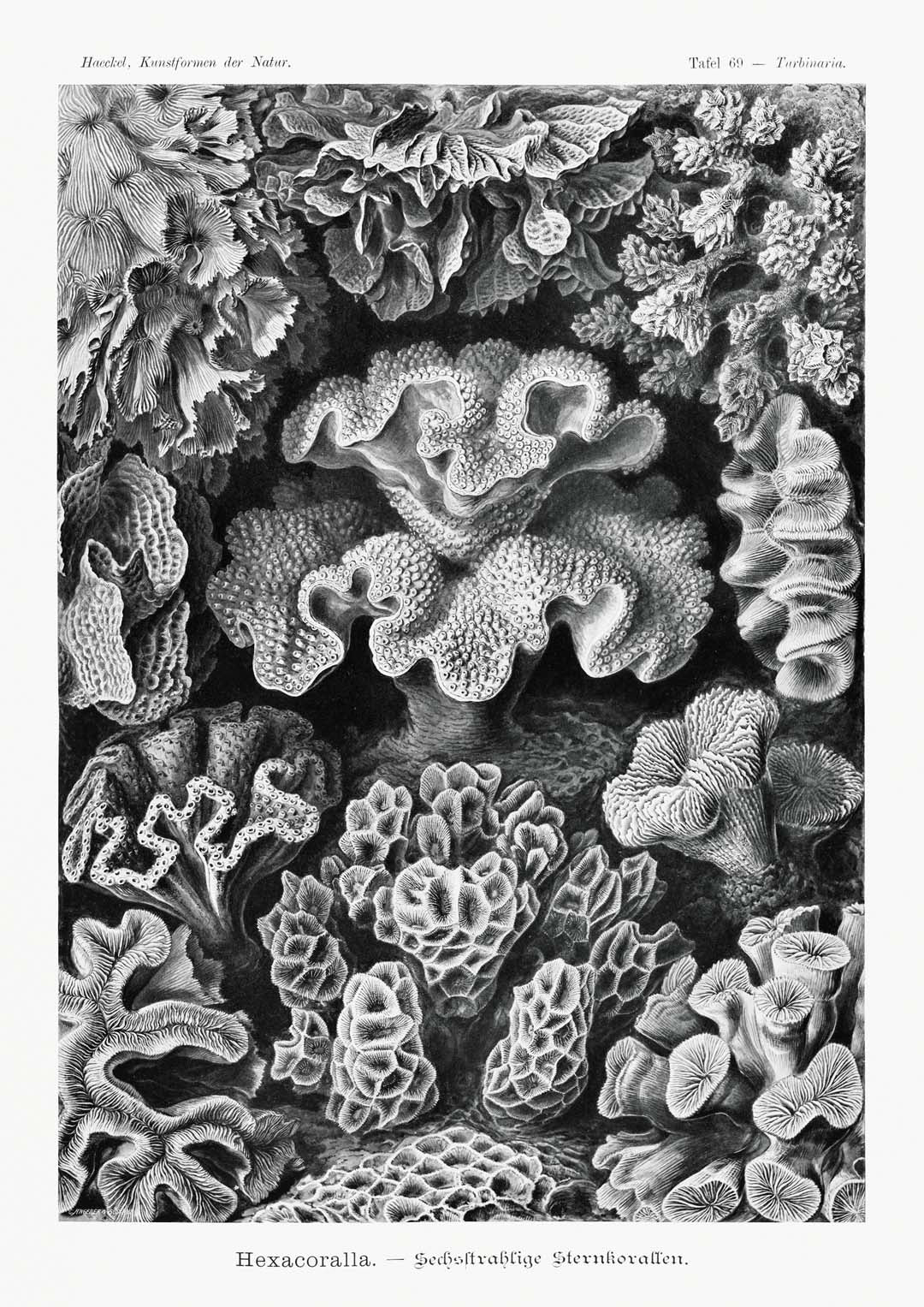 Hexacoralla I by Ernst Haeckel - Image 8