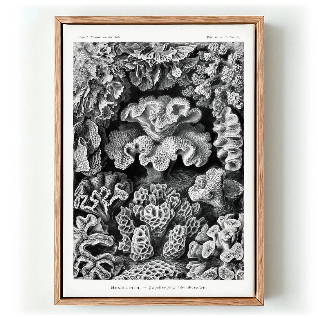 Hexacoralla I by Ernst Haeckel