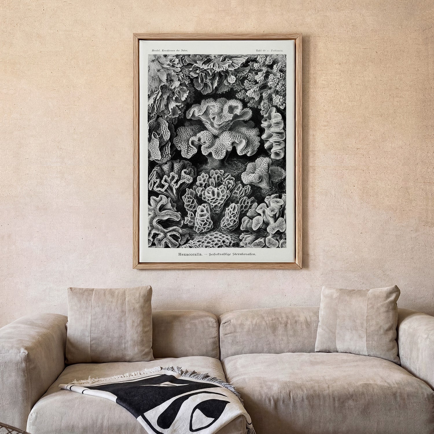 Hexacoralla I by Ernst Haeckel - Image 2