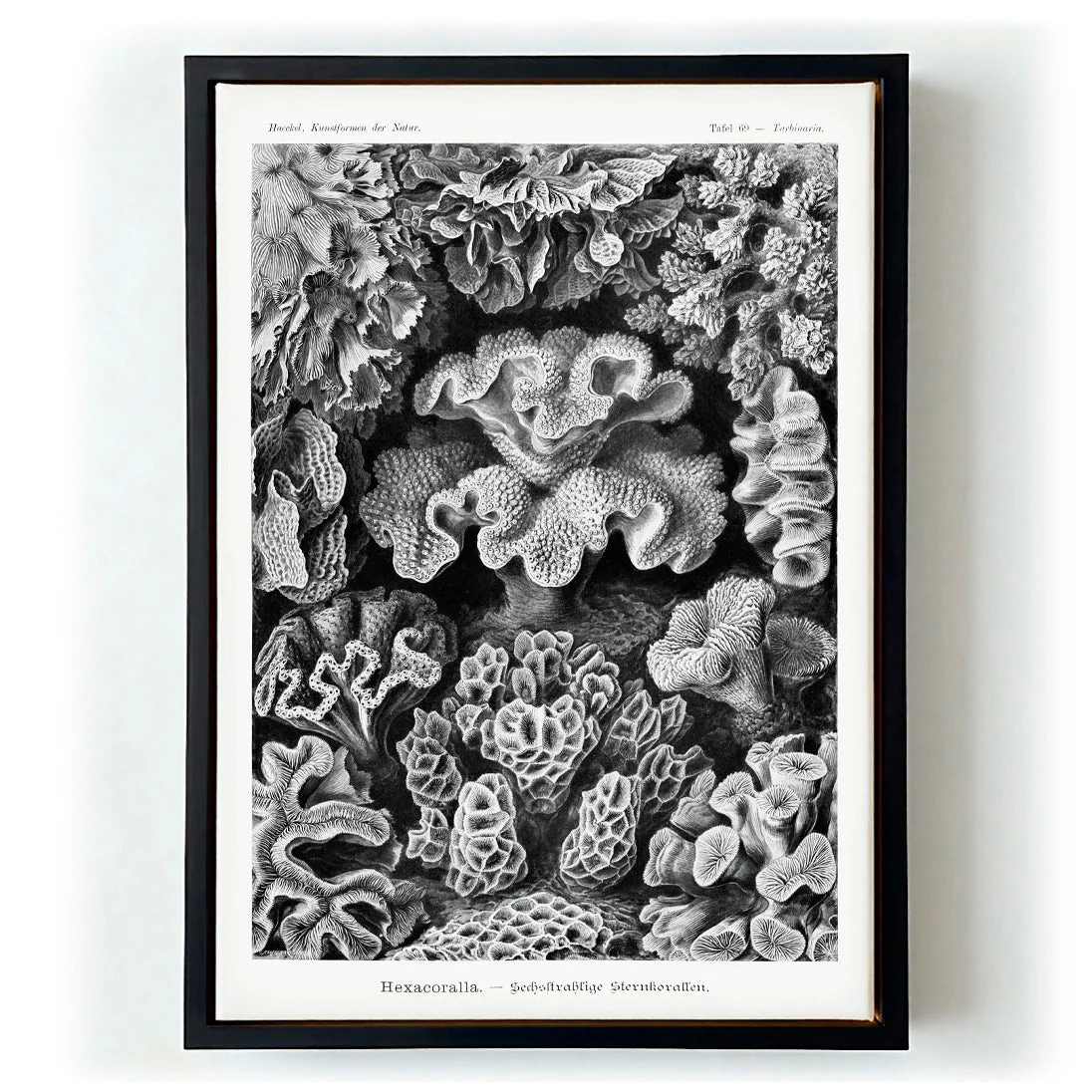 Hexacoralla I by Ernst Haeckel - Image 5